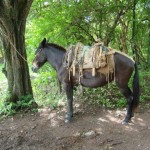 Common transportation for the local farmer