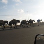 Not an everyday site in most cities