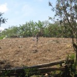 Two men making wholes in the ground with their sticks to plant corn close to Lepaterique