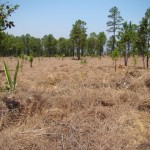 View of the land from upper corner